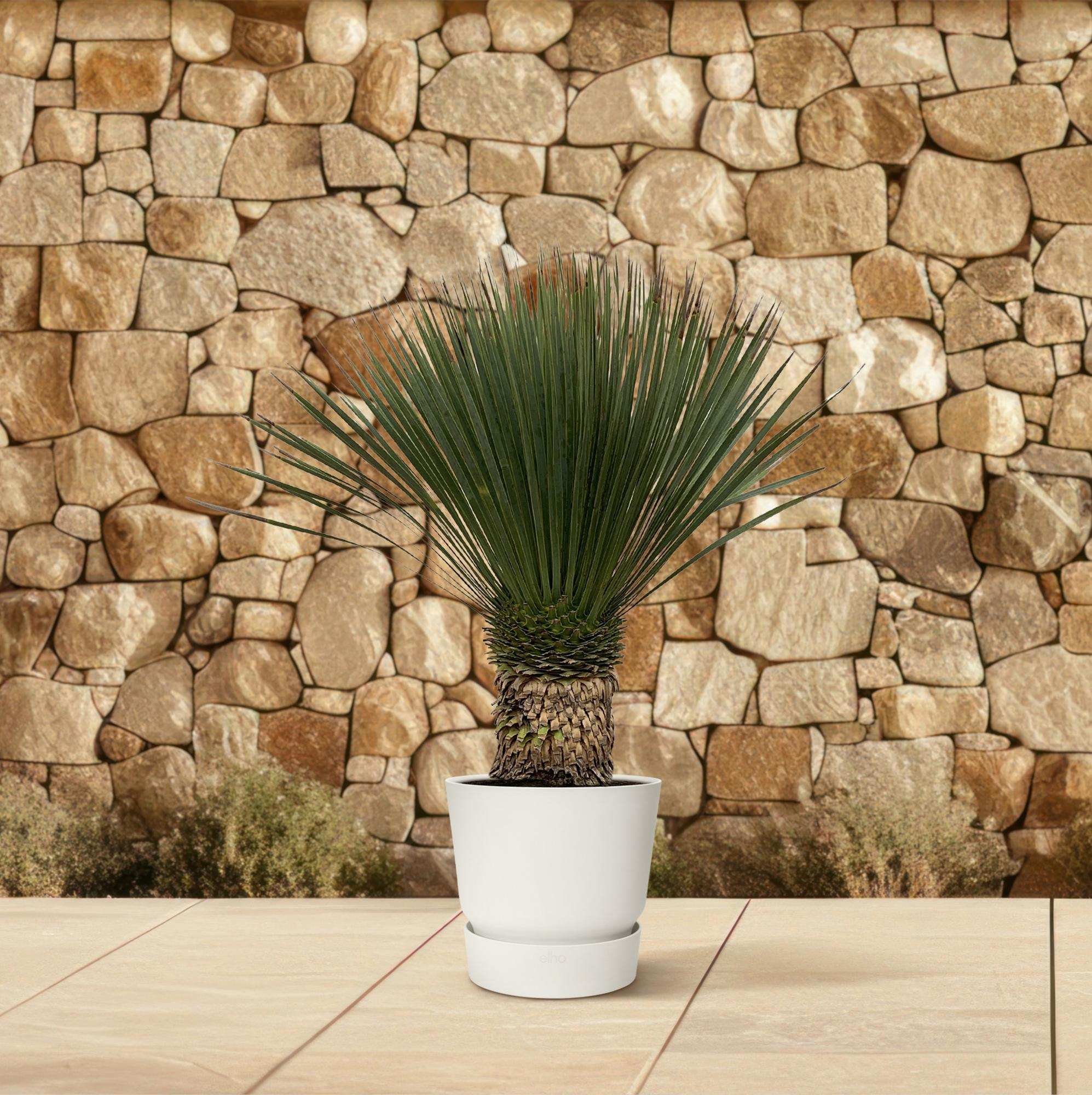 [Brand/Company Name] [Plant/Flower Type] and [Plant/Flower Type] set in [Material/Color] pot on [Material/Color] tray.