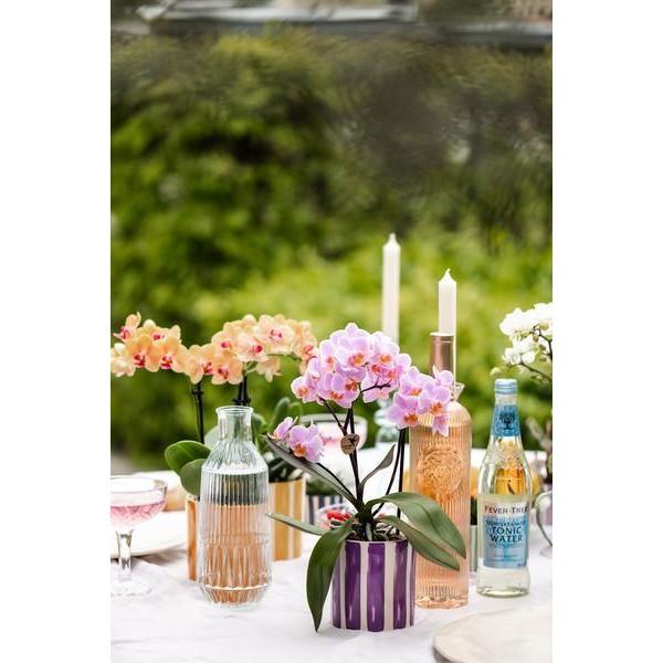 [Brand/Company Name] [Plant/Flower Type] and [Plant/Flower Type] set in [Material/Color] pot on [Material/Color] tray.