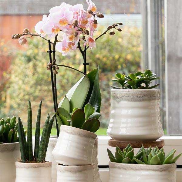 [Brand/Company Name] [Plant/Flower Type] and [Plant/Flower Type] set in [Material/Color] pot on [Material/Color] tray.