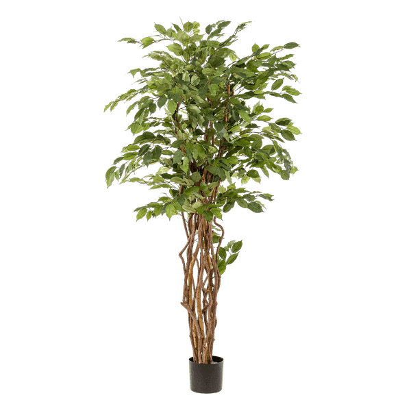 [Brand/Company Name] [Plant/Flower Type] and [Plant/Flower Type] set in [Material/Color] pot on [Material/Color] tray.