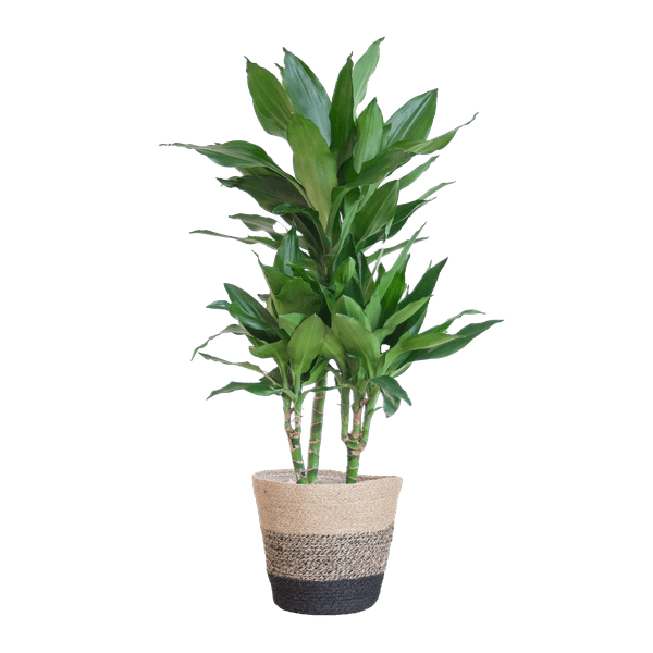 [Brand/Company Name] [Plant/Flower Type] and [Plant/Flower Type] set in [Material/Color] pot on [Material/Color] tray.