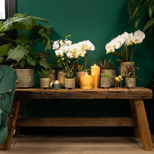 [Brand/Company Name] [Plant/Flower Type] and [Plant/Flower Type] set in [Material/Color] pot on [Material/Color] tray.