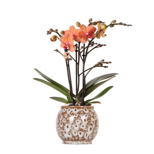 [Brand/Company Name] [Plant/Flower Type] and [Plant/Flower Type] set in [Material/Color] pot on [Material/Color] tray.