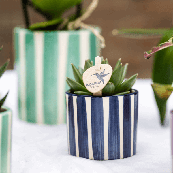[Brand/Company Name] [Plant/Flower Type] and [Plant/Flower Type] set in [Material/Color] pot on [Material/Color] tray.