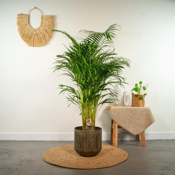 [Brand/Company Name] [Plant/Flower Type] and [Plant/Flower Type] set in [Material/Color] pot on [Material/Color] tray.