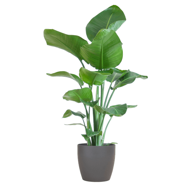 [Brand/Company Name] [Plant/Flower Type] and [Plant/Flower Type] set in [Material/Color] pot on [Material/Color] tray.