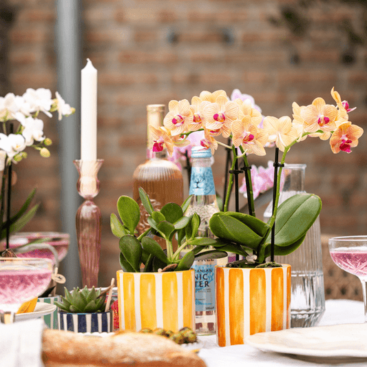 [Brand/Company Name] [Plant/Flower Type] and [Plant/Flower Type] set in [Material/Color] pot on [Material/Color] tray.