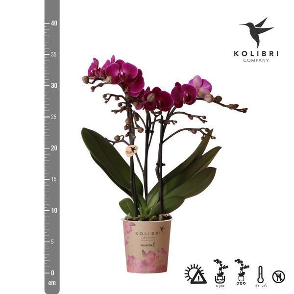 [Brand/Company Name] [Plant/Flower Type] and [Plant/Flower Type] set in [Material/Color] pot on [Material/Color] tray.