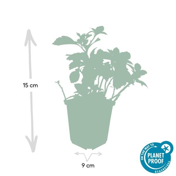 [Brand/Company Name] [Plant/Flower Type] and [Plant/Flower Type] set in [Material/Color] pot on [Material/Color] tray.