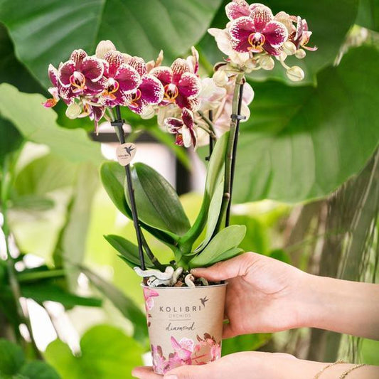 [Brand/Company Name] [Plant/Flower Type] and [Plant/Flower Type] set in [Material/Color] pot on [Material/Color] tray.