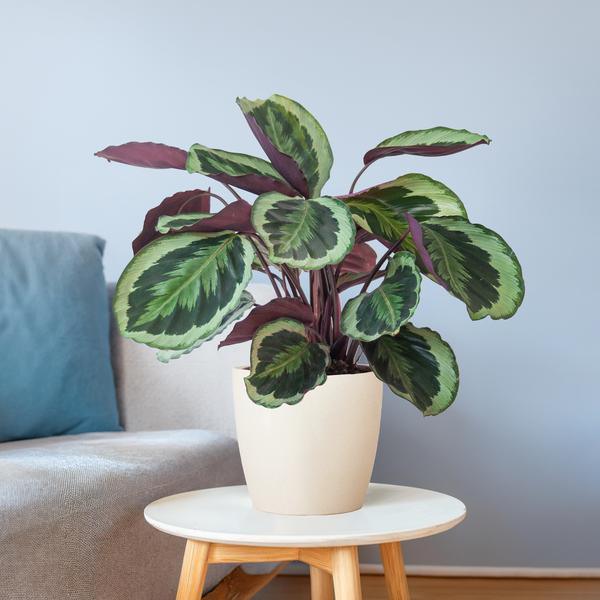[Brand/Company Name] [Plant/Flower Type] and [Plant/Flower Type] set in [Material/Color] pot on [Material/Color] tray.