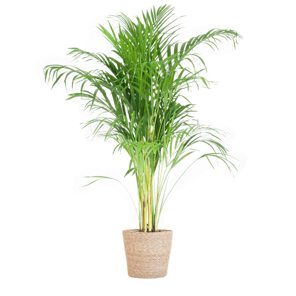 [Brand/Company Name] [Plant/Flower Type] and [Plant/Flower Type] set in [Material/Color] pot on [Material/Color] tray.
