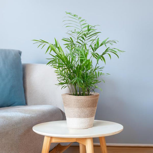 [Brand/Company Name] [Plant/Flower Type] and [Plant/Flower Type] set in [Material/Color] pot on [Material/Color] tray.