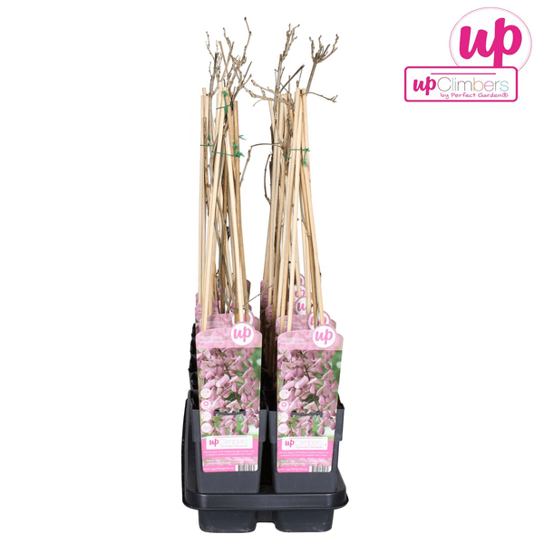 [Brand/Company Name] [Plant/Flower Type] and [Plant/Flower Type] set in [Material/Color] pot on [Material/Color] tray.