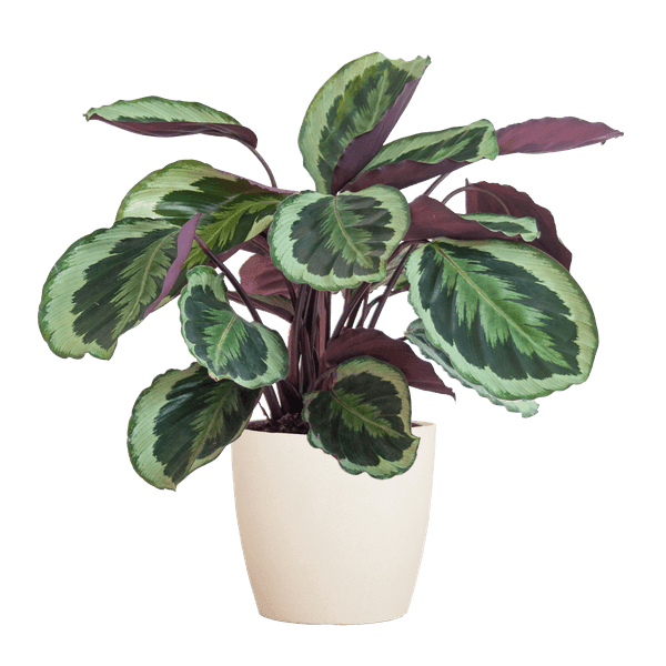 [Brand/Company Name] [Plant/Flower Type] and [Plant/Flower Type] set in [Material/Color] pot on [Material/Color] tray.