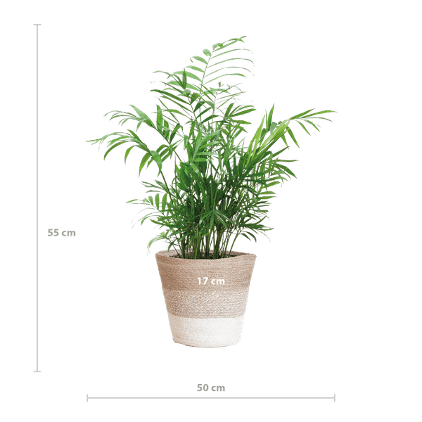 [Brand/Company Name] [Plant/Flower Type] and [Plant/Flower Type] set in [Material/Color] pot on [Material/Color] tray.