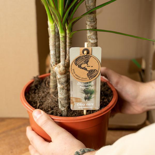 [Brand/Company Name] [Plant/Flower Type] and [Plant/Flower Type] set in [Material/Color] pot on [Material/Color] tray.