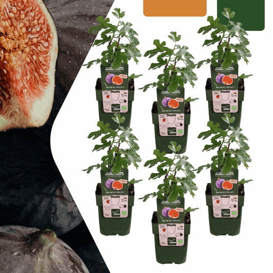 [Brand/Company Name] [Plant/Flower Type] and [Plant/Flower Type] set in [Material/Color] pot on [Material/Color] tray.