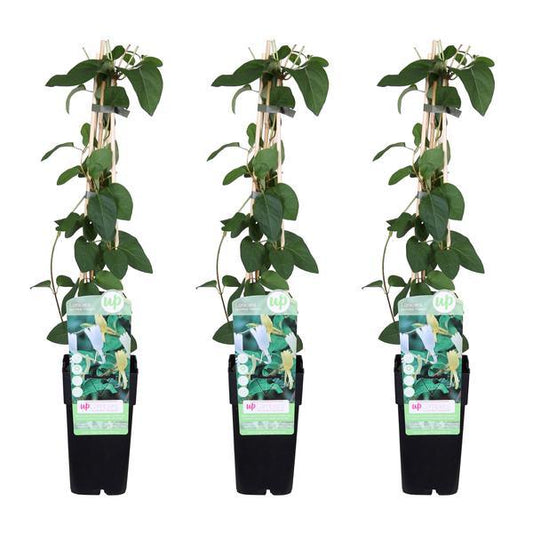 [Brand/Company Name] [Plant/Flower Type] and [Plant/Flower Type] set in [Material/Color] pot on [Material/Color] tray.