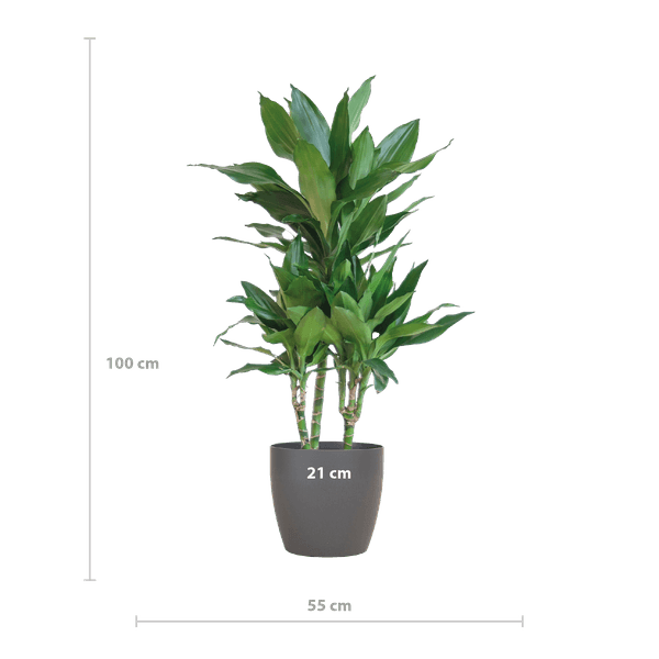 [Brand/Company Name] [Plant/Flower Type] and [Plant/Flower Type] set in [Material/Color] pot on [Material/Color] tray.