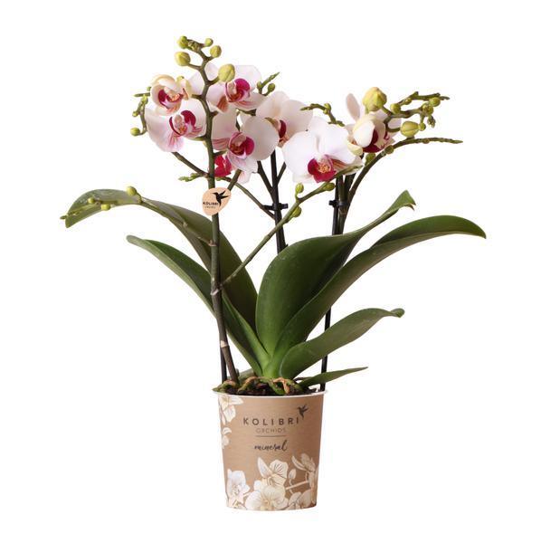 [Brand/Company Name] [Plant/Flower Type] and [Plant/Flower Type] set in [Material/Color] pot on [Material/Color] tray.