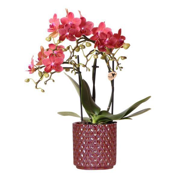 [Brand/Company Name] [Plant/Flower Type] and [Plant/Flower Type] set in [Material/Color] pot on [Material/Color] tray.
