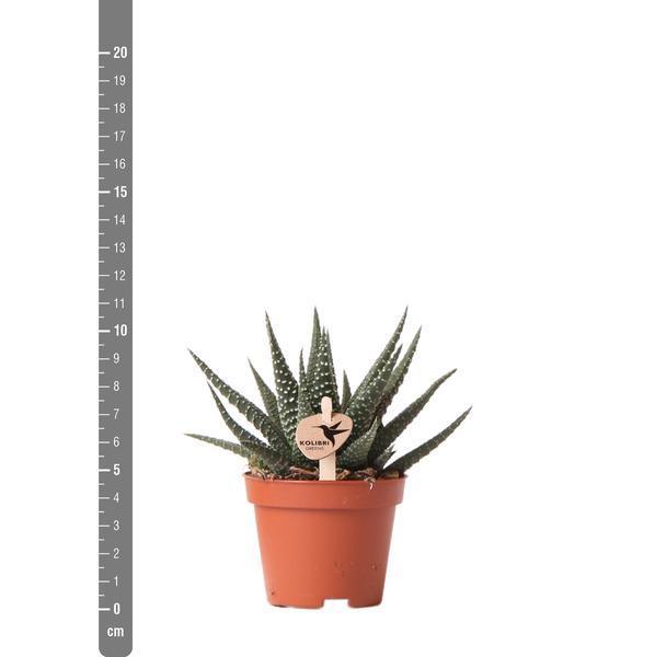 [Brand/Company Name] [Plant/Flower Type] and [Plant/Flower Type] set in [Material/Color] pot on [Material/Color] tray.