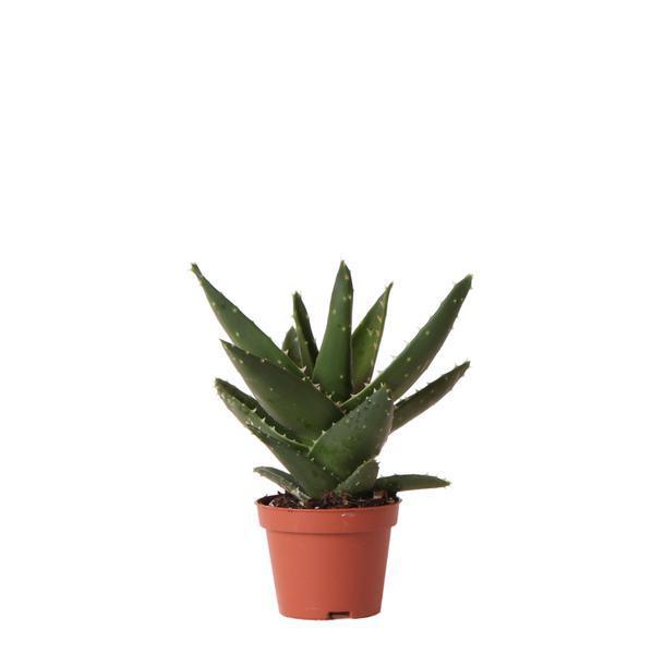 [Brand/Company Name] [Plant/Flower Type] and [Plant/Flower Type] set in [Material/Color] pot on [Material/Color] tray.