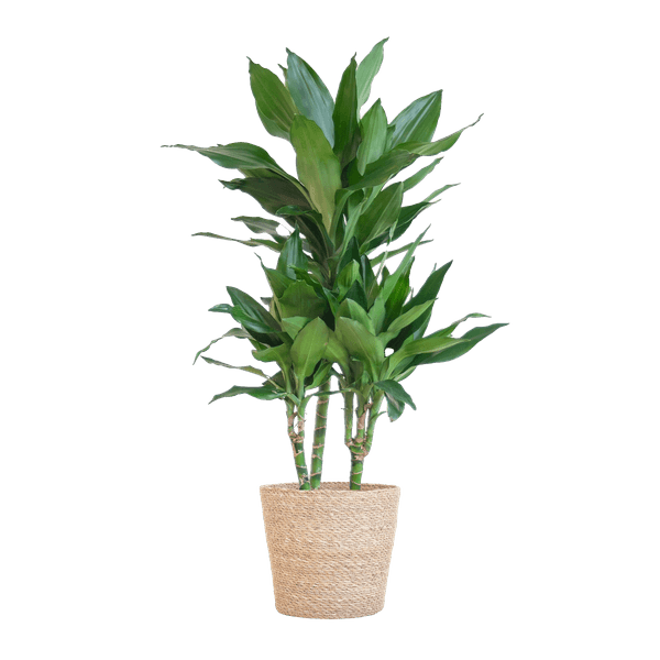 [Brand/Company Name] [Plant/Flower Type] and [Plant/Flower Type] set in [Material/Color] pot on [Material/Color] tray.