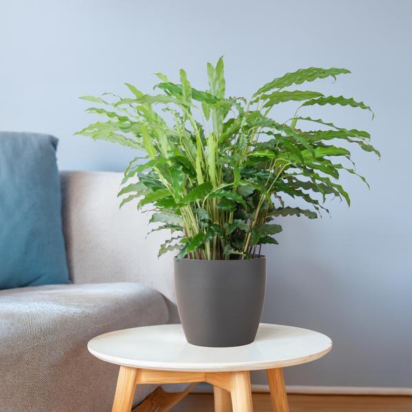 [Brand/Company Name] [Plant/Flower Type] and [Plant/Flower Type] set in [Material/Color] pot on [Material/Color] tray.