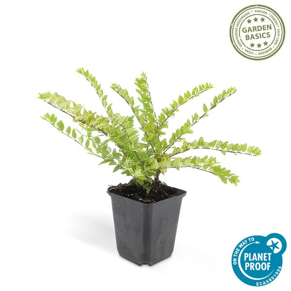 [Brand/Company Name] [Plant/Flower Type] and [Plant/Flower Type] set in [Material/Color] pot on [Material/Color] tray.