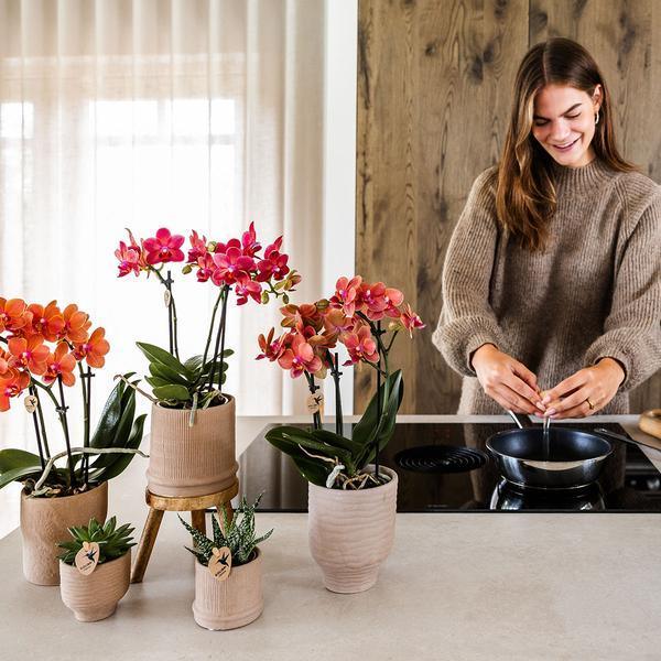 [Brand/Company Name] [Plant/Flower Type] and [Plant/Flower Type] set in [Material/Color] pot on [Material/Color] tray.