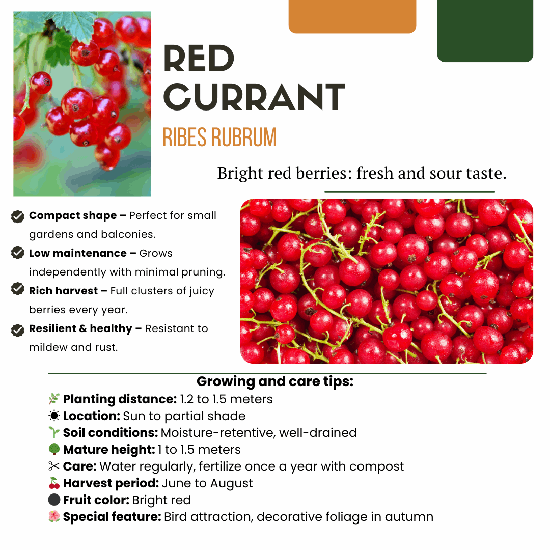 [Brand/Company Name] [Plant/Flower Type] and [Plant/Flower Type] set in [Material/Color] pot on [Material/Color] tray.