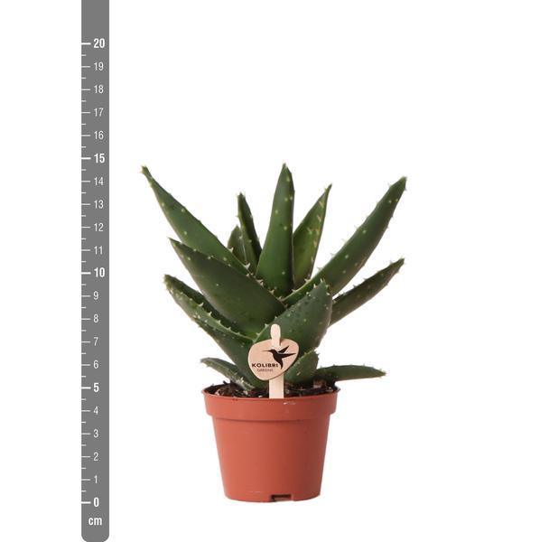 [Brand/Company Name] [Plant/Flower Type] and [Plant/Flower Type] set in [Material/Color] pot on [Material/Color] tray.