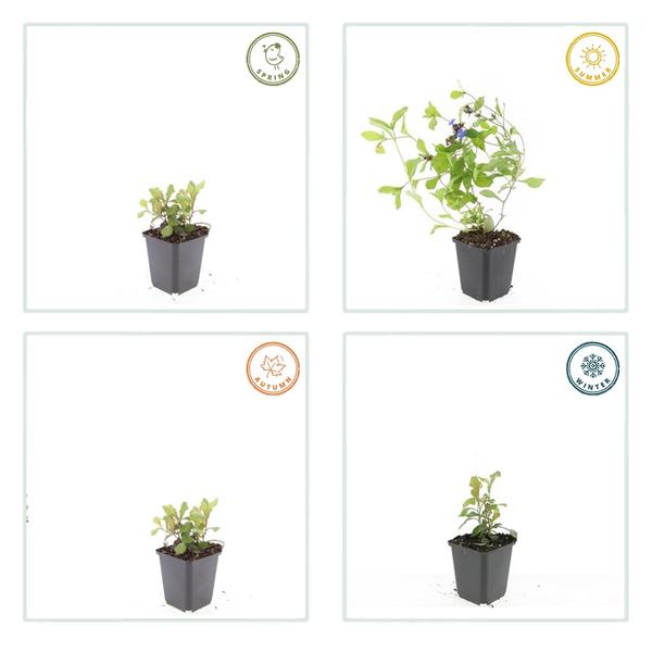 [Brand/Company Name] [Plant/Flower Type] and [Plant/Flower Type] set in [Material/Color] pot on [Material/Color] tray.