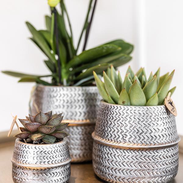 [Brand/Company Name] [Plant/Flower Type] and [Plant/Flower Type] set in [Material/Color] pot on [Material/Color] tray.