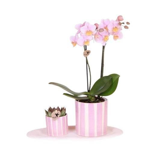 [Brand/Company Name] [Plant/Flower Type] and [Plant/Flower Type] set in [Material/Color] pot on [Material/Color] tray.