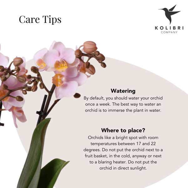 [Brand/Company Name] [Plant/Flower Type] and [Plant/Flower Type] set in [Material/Color] pot on [Material/Color] tray.