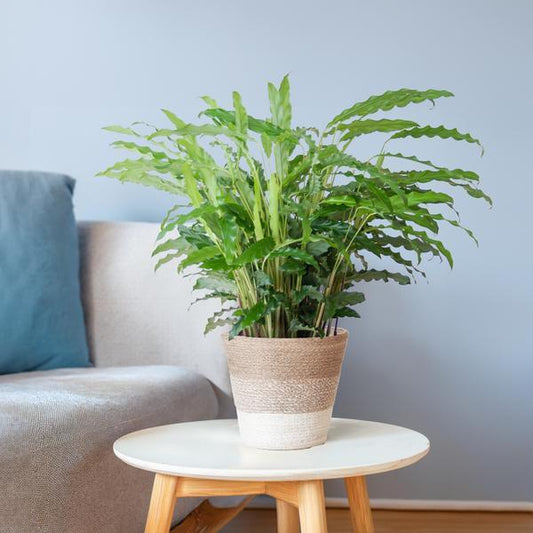 [Brand/Company Name] [Plant/Flower Type] and [Plant/Flower Type] set in [Material/Color] pot on [Material/Color] tray.