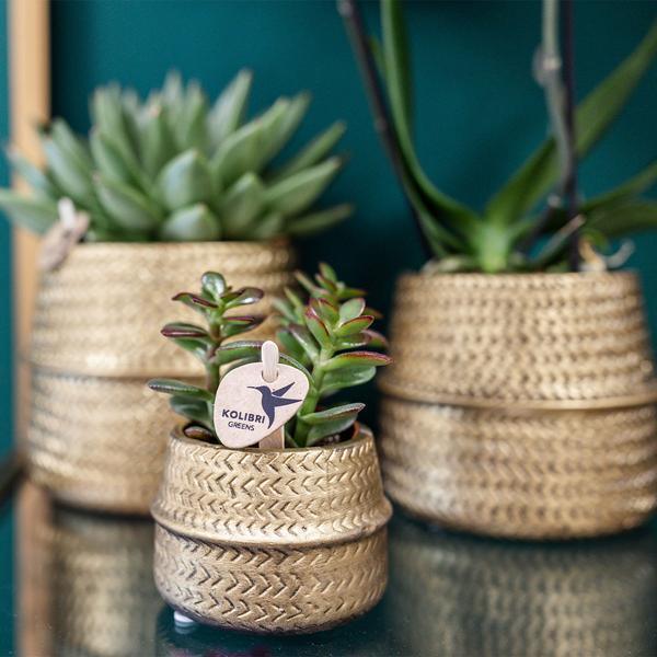 [Brand/Company Name] [Plant/Flower Type] and [Plant/Flower Type] set in [Material/Color] pot on [Material/Color] tray.