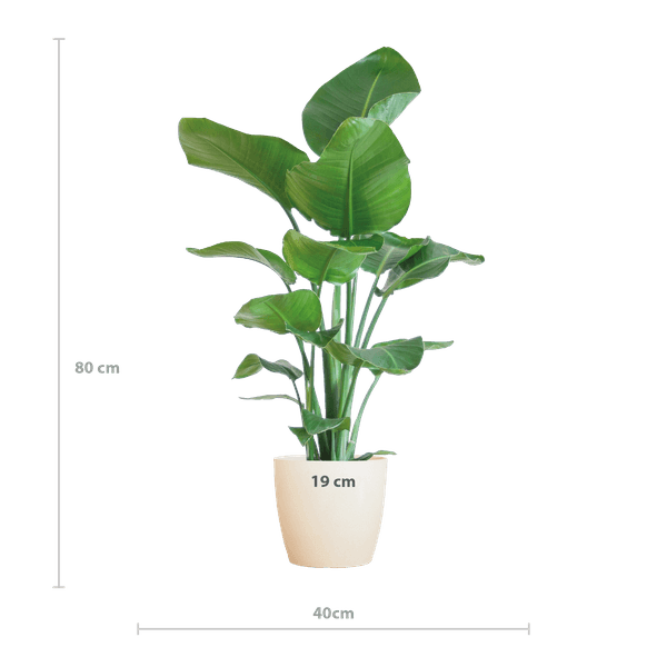 [Brand/Company Name] [Plant/Flower Type] and [Plant/Flower Type] set in [Material/Color] pot on [Material/Color] tray.