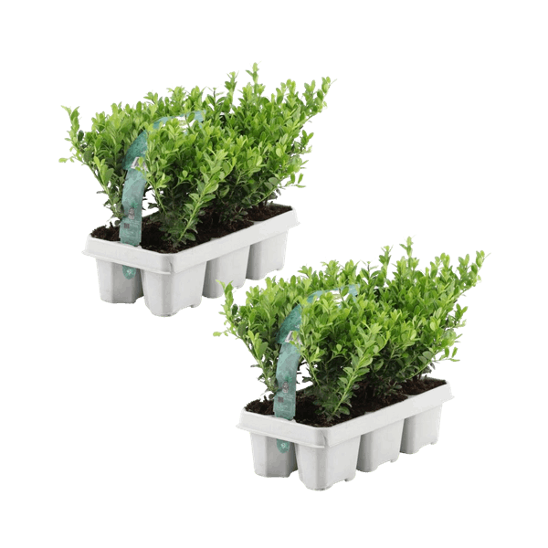 [Brand/Company Name] [Plant/Flower Type] and [Plant/Flower Type] set in [Material/Color] pot on [Material/Color] tray.