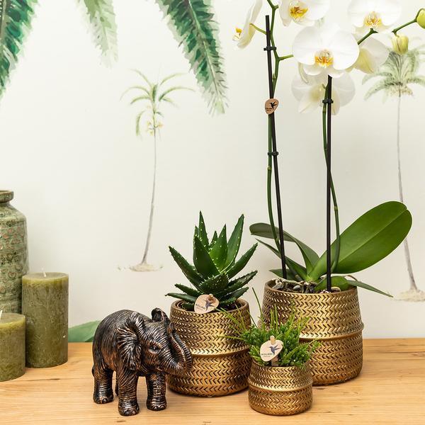[Brand/Company Name] [Plant/Flower Type] and [Plant/Flower Type] set in [Material/Color] pot on [Material/Color] tray.