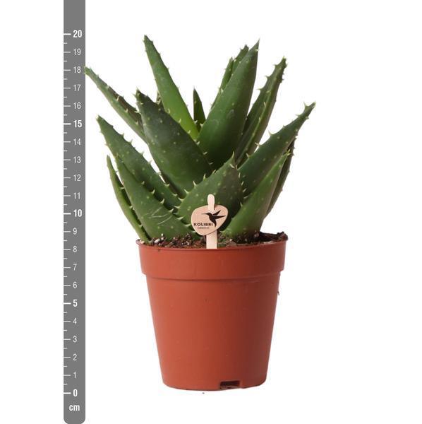 [Brand/Company Name] [Plant/Flower Type] and [Plant/Flower Type] set in [Material/Color] pot on [Material/Color] tray.