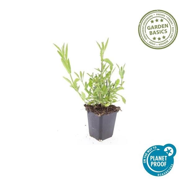 [Brand/Company Name] [Plant/Flower Type] and [Plant/Flower Type] set in [Material/Color] pot on [Material/Color] tray.