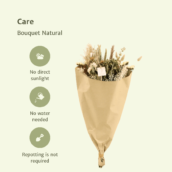 [Brand/Company Name] [Plant/Flower Type] and [Plant/Flower Type] set in [Material/Color] pot on [Material/Color] tray.