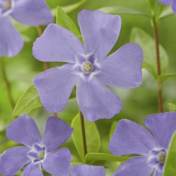 [Brand/Company Name] [Plant/Flower Type] and [Plant/Flower Type] set in [Material/Color] pot on [Material/Color] tray.
