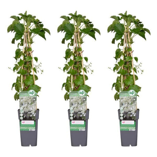 [Brand/Company Name] [Plant/Flower Type] and [Plant/Flower Type] set in [Material/Color] pot on [Material/Color] tray.