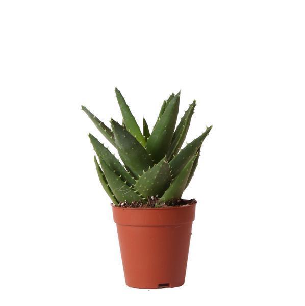[Brand/Company Name] [Plant/Flower Type] and [Plant/Flower Type] set in [Material/Color] pot on [Material/Color] tray.
