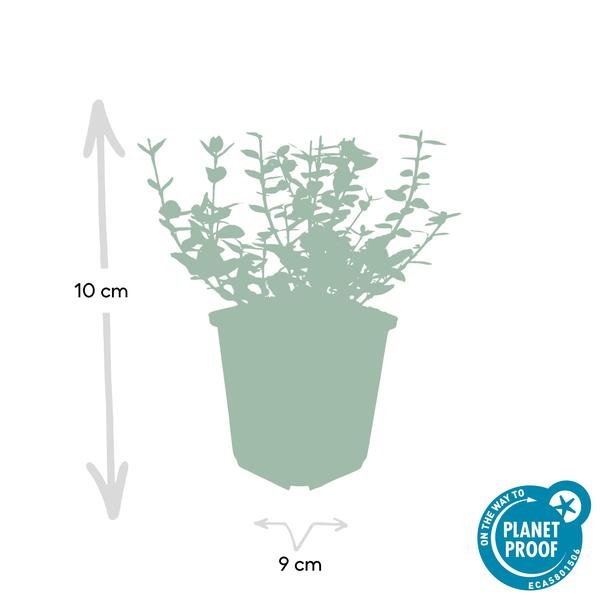 [Brand/Company Name] [Plant/Flower Type] and [Plant/Flower Type] set in [Material/Color] pot on [Material/Color] tray.
